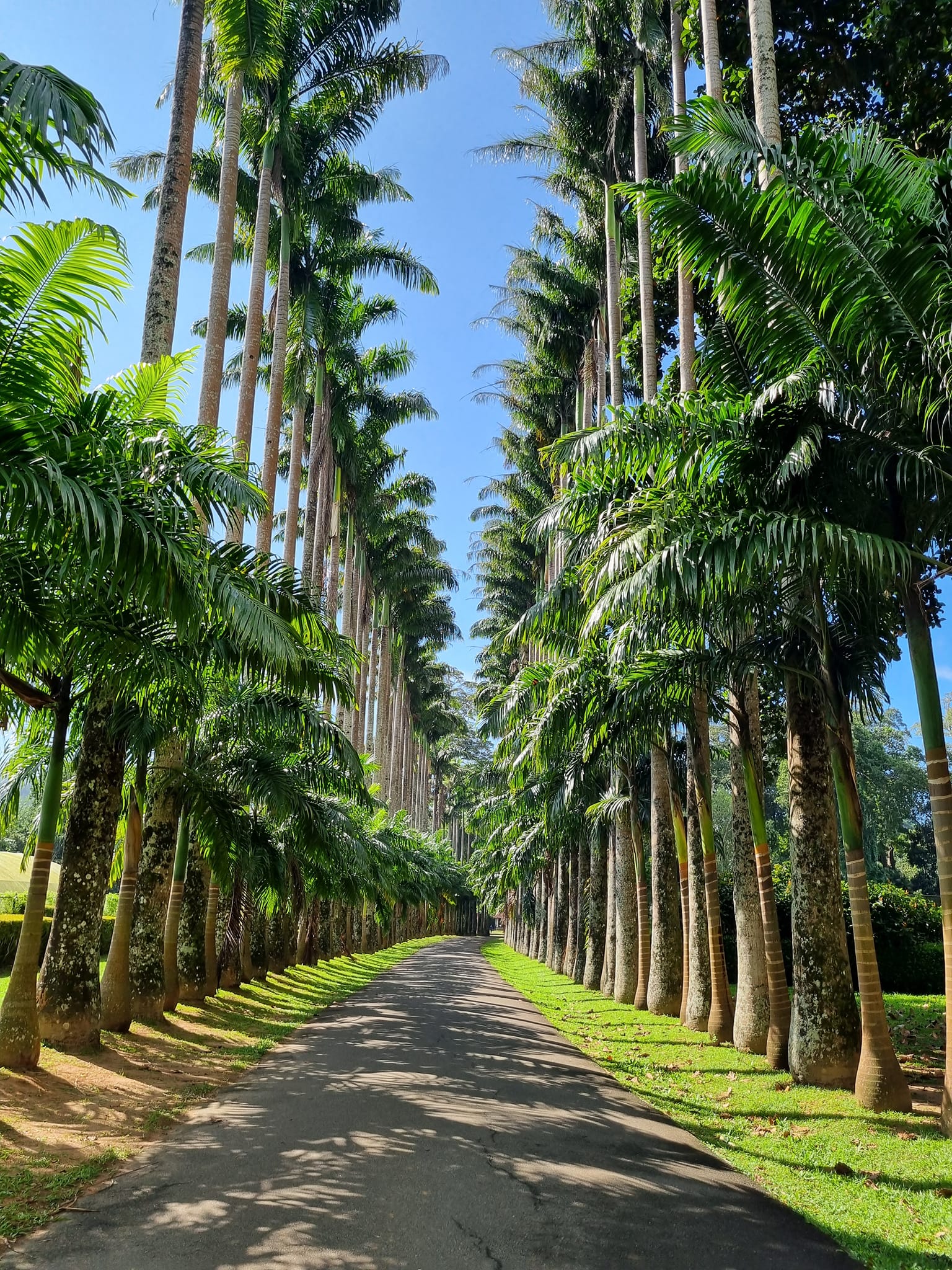 Peradeniya Gardens