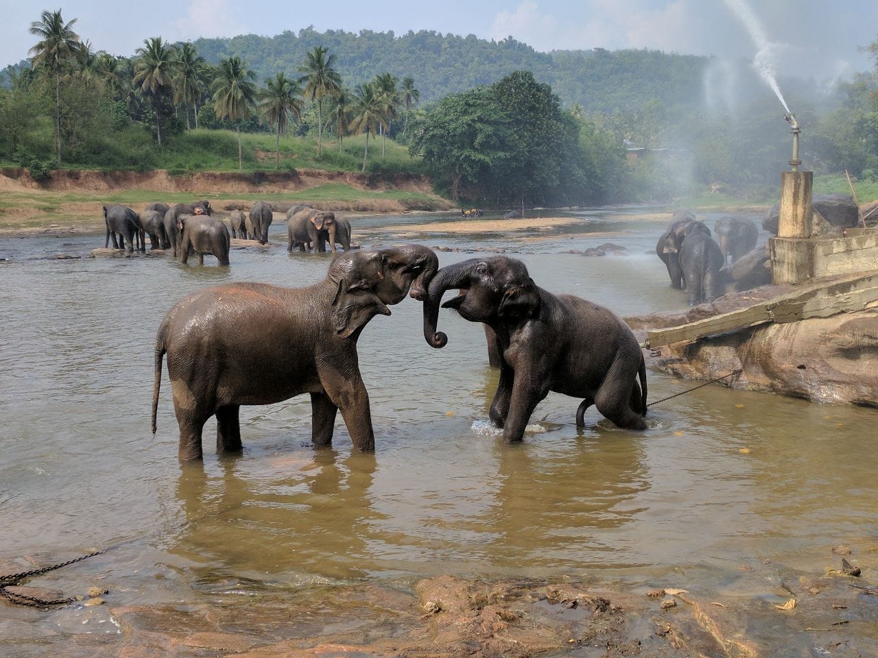Pinnawala Elephant Orphanage