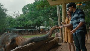 feeding Pinnawala elephants